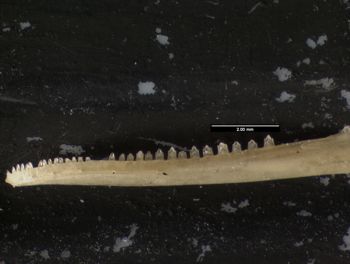 Media type: image;   Herpetology R-125762